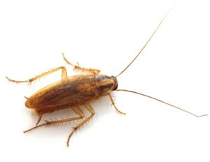 ¿Por qué es tan adaptable la cucaracha alemana?